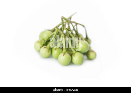 Türkei Berry, Erbse Aubergine, Solanum Torvum isoliert auf weißem Hintergrund Stockfoto