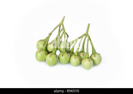 Türkei Berry, Erbse Aubergine, Solanum Torvum isoliert auf weißem Hintergrund Stockfoto