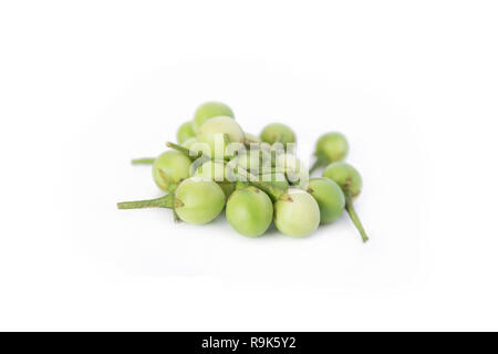 Türkei Berry, Erbse Aubergine, Solanum Torvum isoliert auf weißem Hintergrund Stockfoto