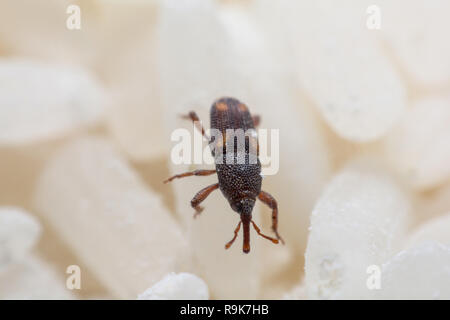 Getreidekäfer oder Wissenschaft Namen Sitophilus oryzae schließen bis auf weißem Reis zerstört. Stockfoto