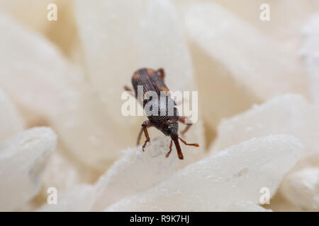Getreidekäfer oder Wissenschaft Namen Sitophilus oryzae schließen bis auf weißem Reis zerstört. Stockfoto