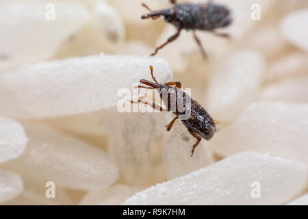 Getreidekäfer oder Wissenschaft Namen Sitophilus oryzae schließen bis auf weißem Reis zerstört. Stockfoto