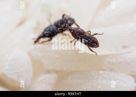 Getreidekäfer oder Wissenschaft Namen Sitophilus oryzae schließen bis auf weißem Reis zerstört. Stockfoto