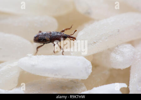 Getreidekäfer oder Wissenschaft Namen Sitophilus oryzae schließen bis auf weißem Reis zerstört. Stockfoto