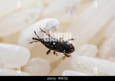 Getreidekäfer oder Wissenschaft Namen Sitophilus oryzae schließen bis auf weißem Reis zerstört. Stockfoto