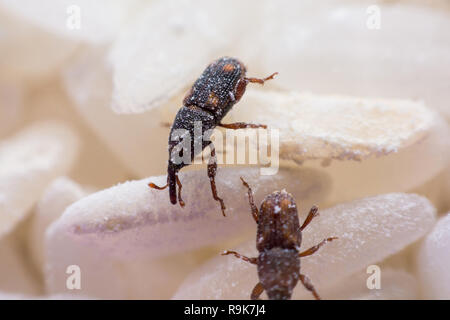 Getreidekäfer oder Wissenschaft Namen Sitophilus oryzae schließen bis auf weißem Reis zerstört. Stockfoto