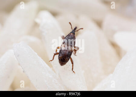 Getreidekäfer oder Wissenschaft Namen Sitophilus oryzae schließen bis auf weißem Reis zerstört. Stockfoto
