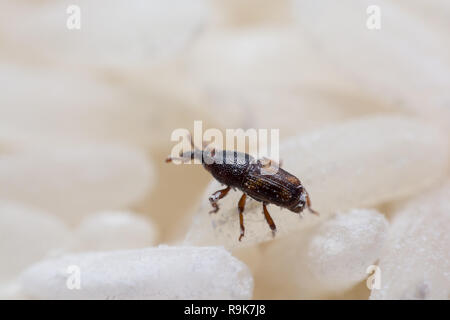 Getreidekäfer oder Wissenschaft Namen Sitophilus oryzae schließen bis auf weißem Reis zerstört. Stockfoto