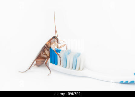Kakerlaken auf der Zahnbürste auf weißem Hintergrund. Stockfoto