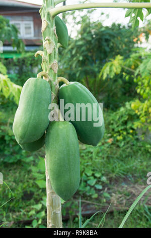 Unreife grüne Papaya papaya Baum hängend. Papaya Baum und Bündel von Früchten. Stockfoto