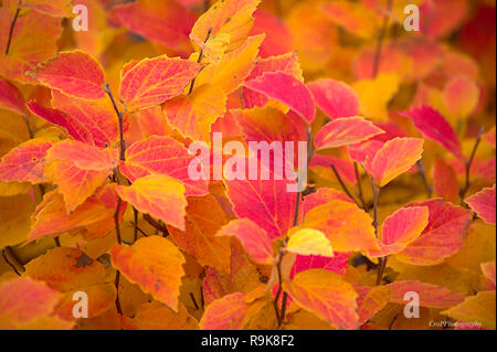 Nahaufnahme der gelben und roten Hecke im Herbst Stockfoto