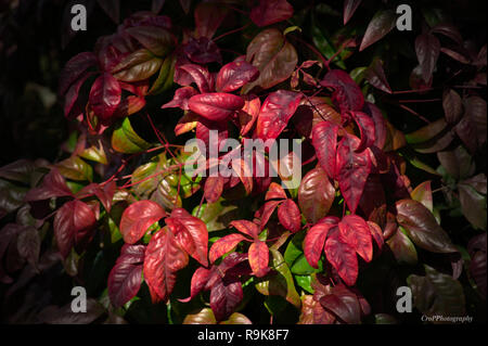 Nahaufnahme der Zwerg Burning Bush im Herbst Stockfoto