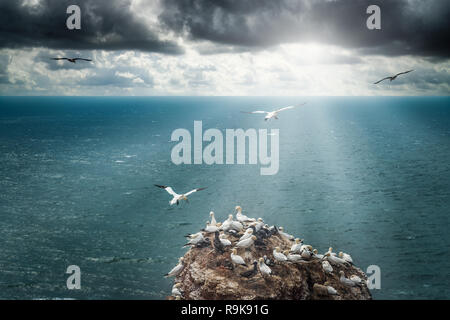 Ein Vögel Formation (Basstölpel und Möwen) fliegen in der stürmischen und wolkenreicher Luft hin zu einem Sun Stream mit einer Lens Flare. Erstellen Sie einen Eindruck von Stockfoto