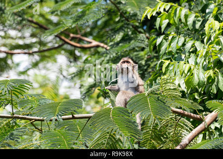 Junge long tailed macaque Sitzen auf einem Baum Stockfoto