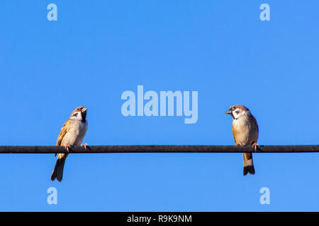 Spatz Vogel sitzt auf elektrische Kabel mit blauem Himmel Hintergrund Stockfoto