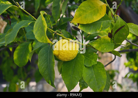 Bündel frische reife Zitronen auf einem Lemon Tree Branch im sonnigen Garten Stockfoto