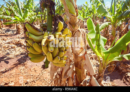 Bananenstaude mit einem Bündel von reife, gelbe Bananen Stockfoto