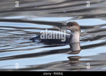 Juvenile Black-throated Diver Stockfoto