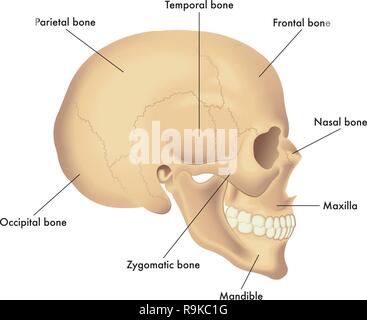 Vector Illustration der grundlegenden Schädel Anatomie Stock Vektor