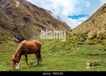 Trekking Laguna Amarilla und Vulkan El Altar, Riobamba, Ecuador Stockfoto