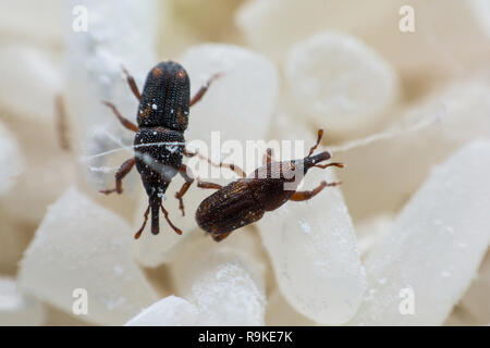 Getreidekäfer oder Wissenschaft Namen Sitophilus oryzae schließen bis auf weißem Reis zerstört. Stockfoto