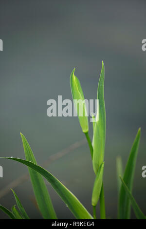 Lima River Bank, im Norden von Portugal, seeig Gelb lilly Bud. Flache Freiheitsgrad. Stockfoto