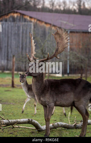 Damwild (Dama Dama) Damwild/im Winter Stockfoto