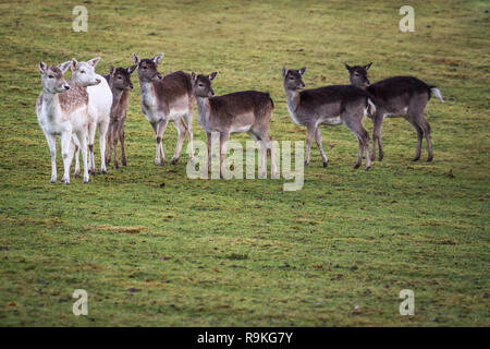 Damwild (Dama Dama) Damwild/im Winter Stockfoto