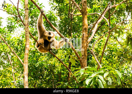 Gibon hängt am Baum, größte zoologische Park in Vietnam - Phu Quoc Vinpearl Safari Park mit exotischen Flora und Fauna, Phu Quoc in Vietnam. Stockfoto