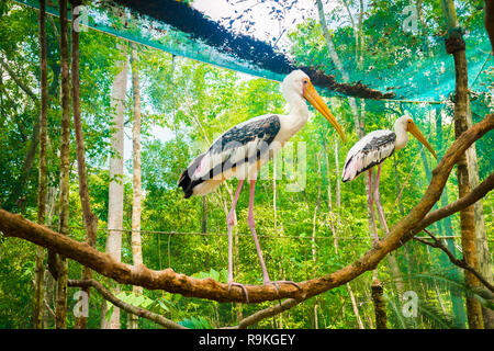 Zwei pelican Vögel auf Phu Quoc Vinpearl Safari Park mit exotischen Flora und Fauna, Phu Quoc in Vietnam. Stockfoto