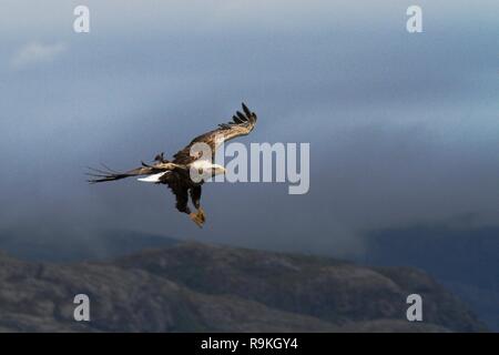 Seeadler im Flug vor, Fische zu fangen, Norwegen, Haliaeetus albicilla, majestätischen Seeadler mit großen Krallen mit Fjord und Wolken im Hintergrund, Stockfoto