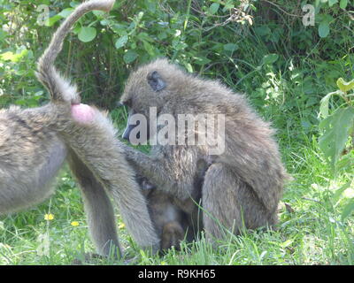 Olive Baboon (papio Anubis), auch genannt das Anubis Pavian Grooming. In Arusha Nationalpark, Tansania, Afrika fotografiert. Stockfoto