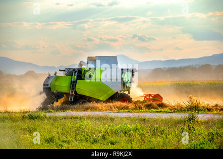 Ernte von Weizen Mähdrescher auf dem Feld, grüne und weiße Harvester in Aktion steigende Wolken von Staub Stockfoto