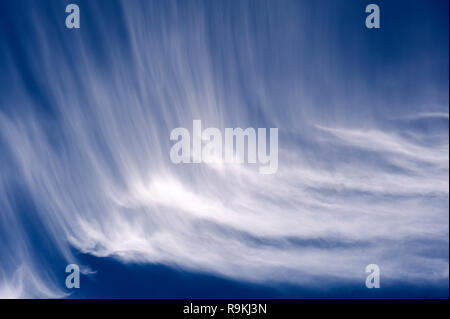 Cirrus Wolken breiten sich über blauen Himmel erstellen Tierformen Stockfoto