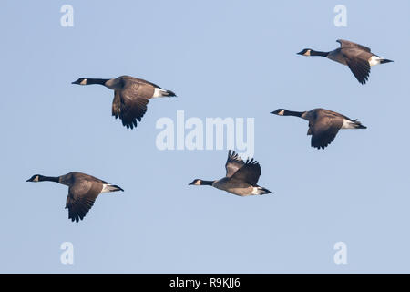 Seitenansicht 5 Kanada Gänse fliegen zusammen gegen eine klare, leicht blauen Himmel, mit Flügeln, auf Herbst Tag in Alberta, Kanada Stockfoto
