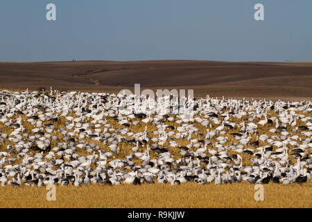 Tausende von Schnee Gänse - Anser caerulescens - auf einem goldenen Weizenfeld unter blauem Himmel versammeln sich an einem sonnigen Herbst Tag im südlichen Saskatchewan, Kanada Stockfoto