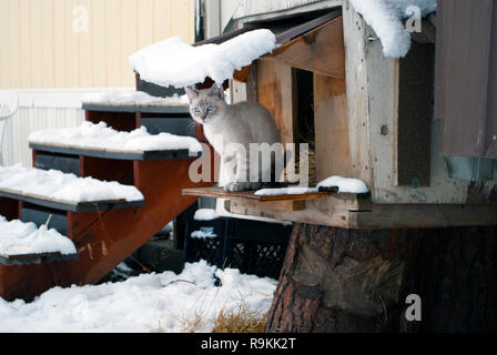 Siam Kitten thront auf seine Katze Haus im Schnee Stockfoto