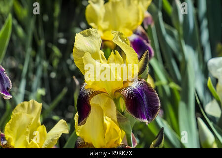 Iris', 'ecennial Iridacceae, Hybrid, Iris Lanceolata elatiorbegonie Erdbeere 'ecennial', Bayern, Deutschland Stockfoto