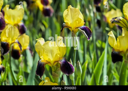 Iris', 'ecennial Iridacceae, Hybrid, Iris Lanceolata elatiorbegonie Erdbeere 'ecennial', Bayern, Deutschland Stockfoto