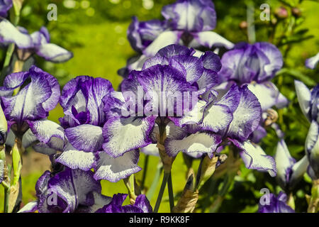 Iris 'Masetto', Iridacceae, Hybrid, Iris Lanceolata elatiorbegonie Erdbeere 'Masetto', Bayern, Deutschland Stockfoto