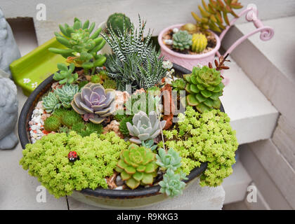 Miniatur sukkulente Pflanze schn / Mix aus Sammlung sukkulenten Pflanzen  im Topf sedum Echeveria sukkulenten Kaktus Agrar Landwirtschaft Gewchshaus  garde einstellen Stockfotografie - Alamy