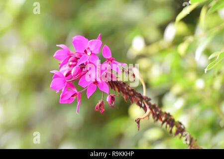 Lila Blüten in den natürlichen Garten im Hinterhof/lila oder rosa Blumen in der Familie der Orchideen Stockfoto