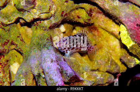 Pixy beschmutzt Fischfreundschaften in Reef Tank Stockfoto