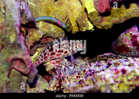 Pixy beschmutzt Fischfreundschaften in Reef Tank Stockfoto