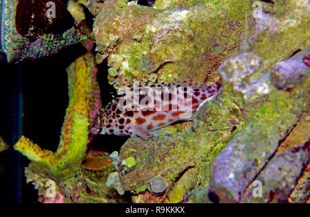 Pixy beschmutzt Fischfreundschaften in Reef Tank Stockfoto