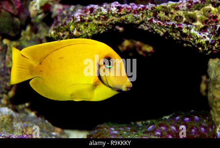 Zitrone Tang aka Schokolade Tang (Acanthurus sp.) Stockfoto
