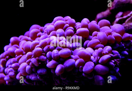 Bubble Coral, Pearl LPS Korallen (Physogyra sp.) Stockfoto