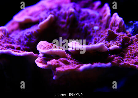 Montipora Candy Cap Coral, - (Montipora sp) Stockfoto