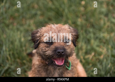 Ein Border Terrier Hund mit einer Registrierung, liegen auf dem Gras und lächelnd in die Kamera. Stockfoto