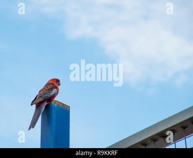 Schöne Crimson Rosella thront auf einem blauen sonnigen Tag Stockfoto